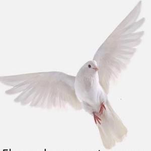 Meet your Posher, Lupe